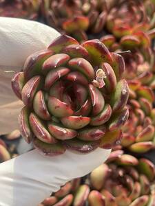 72株　S1-7　多肉植物 エケベリア　　ボリアナ　　　超美苗 サボテン 観葉植物 花 園芸　レア種 土と根付きで