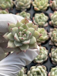 128株　S59-7　多肉植物 エケベリア　　 ネールポリッシュ　　　超美苗 サボテン 観葉植物 花 園芸　レア種 土と根付きで