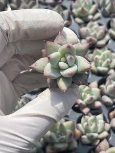 128株　S127-7　多肉植物 エケベリア　　 ブランディ　　超美苗 サボテン 観葉植物 花 園芸　レア種 土と根付きで