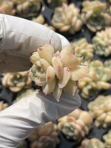 128株　S146-7　多肉植物 エケベリア　　 黄砂　　超美苗 サボテン 観葉植物 花 園芸　レア種 土と根付きで