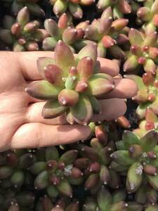 28株 V538-2 多肉植物 エケベリア 千代田の松 超美苗 サボテン 観葉植物 花 園芸　レア種