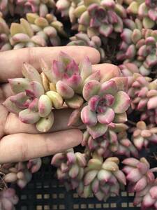 19株 V544-2 多肉植物 エケベリア ストロー 超美苗 サボテン 観葉植物 花 園芸　レア種