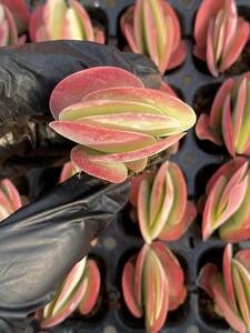 105株 X55-3多肉植物 エケベリア 唐印超美苗 サボテン 観葉植物 花 園芸　レア種 土と根付きで