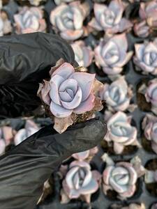 128株 X70-3多肉植物 エケベリア 　カテン　超美苗 サボテン 観葉植物 花 園芸　レア種 土と根付きで