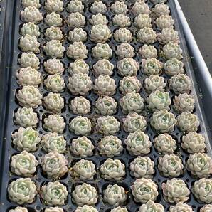 105株 X63-5多肉植物 エケベリア 白月影超美苗 サボテン 観葉植物 花 園芸 レア種 土と根付きでの画像4
