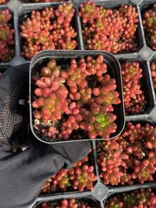 32株 X72-5多肉植物 エケベリア 　虹の玉超美苗 サボテン 観葉植物 花 園芸　レア種 土と鉢付き