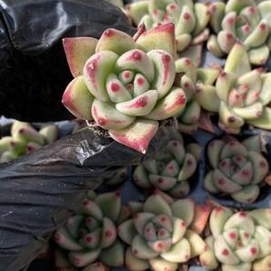 128株 W13-6多肉植物 エケベリア皮の卵超美苗 サボテン 観葉植物 花 園芸 レア種 土と根付きでの画像1