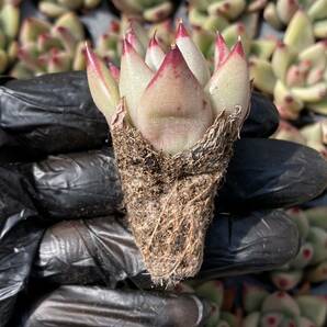 128株 W13-6多肉植物 エケベリア皮の卵超美苗 サボテン 観葉植物 花 園芸 レア種 土と根付きでの画像2