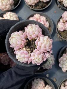 50 stock W79-6 succulent plant ekebe rear . fat lamp super beautiful seedling cactus decorative plant flower gardening rare kind earth . pot attaching .