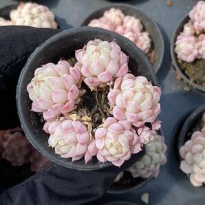 50株 W79ー６多肉植物 エケベリア羊脂球超美苗 サボテン 観葉植物 花 園芸 レア種 土と鉢付きでの画像1