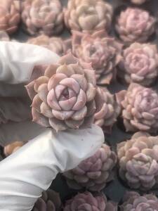 49株 V736-7多肉植物 エケベリア　　ピンクのクリスタル　　超美苗 サボテン 観葉植物 花 園芸　レア種　　土と根付きで