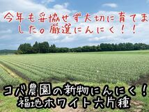 青森県産にんにく 福地ホワイト六片種 2023年度 ニンニク バラにんにく 500g 送料無料_画像2