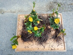 福寿草　苗　１０株　大量　格安　フクジュソウ　信州　