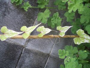 斑入りヤマイモ　むかご　10個少々　山野草　野菜　山芋