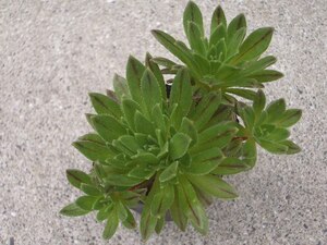 アエオニウム　小人の花束×シムシー　実生苗　多肉植物