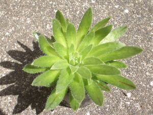 アエオニウム　シムシー　実生苗　多肉植物