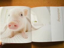 THE PIG 写真集　フォトブック＋Life　2冊　子豚_画像7