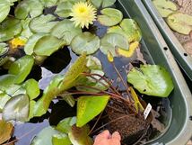 【Kazuのメダカ睡蓮ビオトープ】プッタラクサー　夏植え付け開花実績有株1株 耐寒性睡蓮 　スイレン　12_画像9