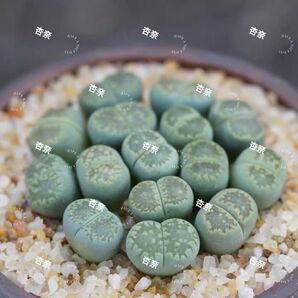 多肉植物 リトープス 緑福来玉 20玉