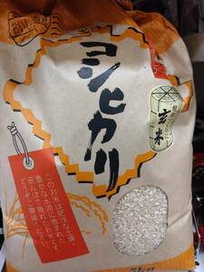 栃木県産　コシヒカリ　玄米　令和5年産　5kg　複数可