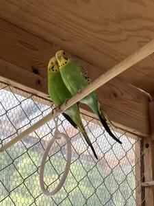 セキセイインコ2個　食用有精卵