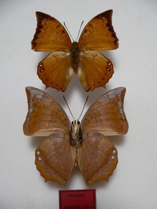 D9 ハーモディウスチャイロフタオ2♂　マレーシア（パラタイプ標本）と北スマトラ島　蝶　標本