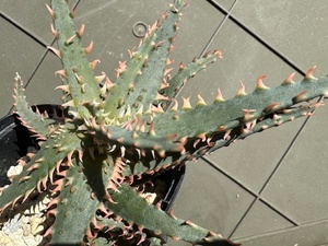 Aloe hyb アロエ ハイブリッド hybrid　A”-３ 子株　多肉植物　サボテン