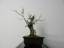 梅 （思いのまま） うめ 盆栽 シャリ幹 希少紅白咲き分け 樹高33cm_画像7