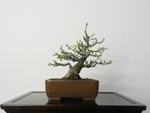 カリン （花梨） かりん 盆栽 模様木 樹高29cm_画像1