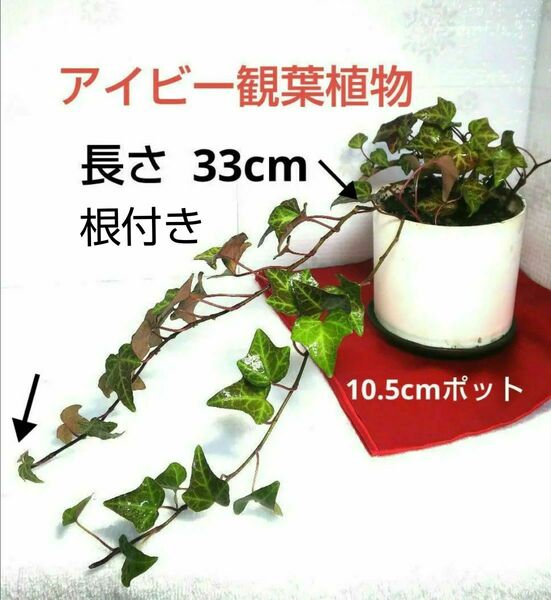 アイビー 観葉植物 ヘデラ 根付き苗 風水 恋愛運 金運 仕事運 人間関係運アップ 寄せ植え インテリアグリーン 園芸 初心者