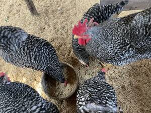 平飼い地鶏ブリモスロック　食用有精卵10個
