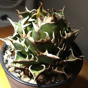 J 64Agave titanota Dwarf アガベ　チタノタ　ドワーフ/検 緑犀牛 清櫻 フィリグリースーパーシーザー皇冠 黒鯊 海王 悪魔くん 狼人 雪峰 