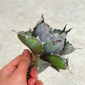 1【SS級ボールタイプ！極上血統株！】アガベ チタノタ ブラックアンドブルー BB Agave titanota 'BB'の画像8