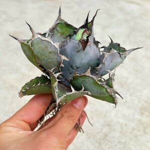 1【SS級ボールタイプ！極上血統株！】アガベ チタノタ ブラックアンドブルー BB Agave titanota 'BB'の画像3