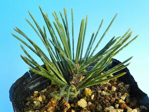  very thick. short leaf Japanese black pin [ futoshi leaf pine ] * rare article * Hanaki * fields and mountains grass * shohin bonsai 