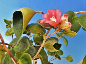 完全カップ葉　椿　[圓 まどか]本芸品　・珍品・花木・山野草・ツバキ