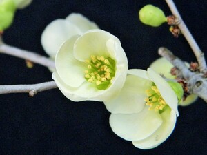 青軸 純白花(花付き非常に良好)シドミ(草ボケ)　B・珍品・花木・山野草