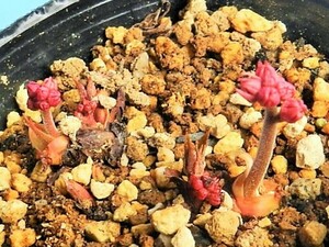 赤花 丹頂草(タンチョウ総ソウ　別名　岩ヤツデ) C・珍品・花木・山野草