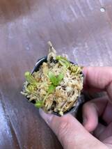 Nepenthes ephippiata seed grown ② ネペンテス　 食虫植物_画像2