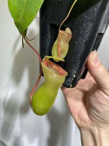 Nepenthes ventricosa alba CK 挿木苗　ネペンテス　ベントリコーサ　アルバ　食虫植物