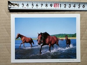 競馬 絵はがき 非売品ポストカード JRA 川を渡る馬たち（北海道 新冠・八木牧場か？）
