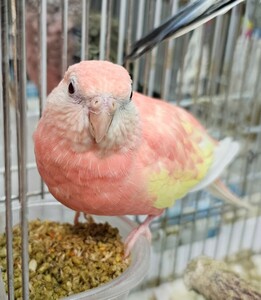 食用　アキクサインコの有精卵　インコ、オウム（マ）