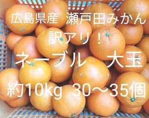 訳アリ！広島県産 瀬戸田 　ネーブル　 大玉 約35個　10kg