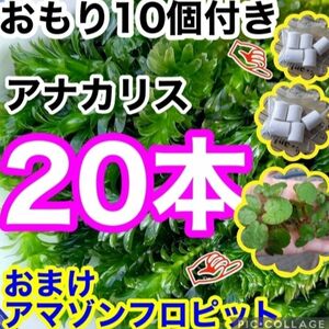 天然物アナカリス　20本+おもり　アマゾンフロッグピット　メダカ飼育セット　金魚　 天然　