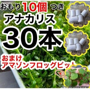 天然物アナカリス　30本+おもり　アマゾンフロッグピット　メダカ飼育セット　金魚　 天然　