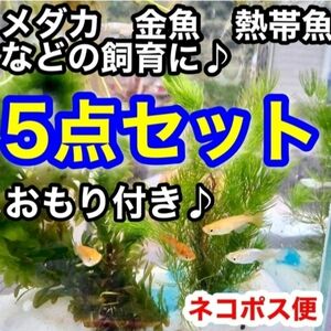 天然　水草セット　【5種類+おもり5個付】き　アナカリス　マツモ　ガボンバ　めだか　　産卵床　　アマゾンフロッグピット ろ材