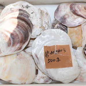 綺麗です！岩牡蠣殻・５００ｇ  越冬 メダカ 金魚 熱帯魚 巻貝 観賞魚 海水魚 送料無料の画像1