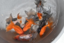 【猫飯】B級　金魚MIX・約６センチ８匹　３４　金魚_画像1