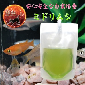 【ミドリムシ500ml 本物】 即日発送・送料無料・安心自家培養！熱帯魚 観賞魚 稚魚 針子 メダカ 川魚 金魚 ベタ 微生物 初期餌の画像1