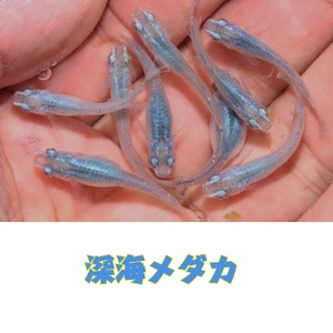 【猫飯舘山寺】深海メダカの稚魚・10匹　